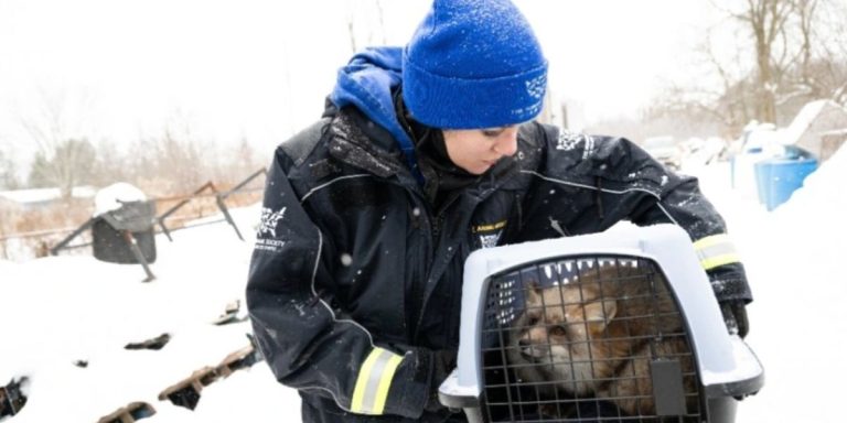 88 Animals Rescued from North Texas Home Amid Allegations Against Animal Rescue Group