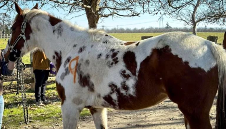 A California lady was arrested following the discovery of 27 dead horses during a search warrant