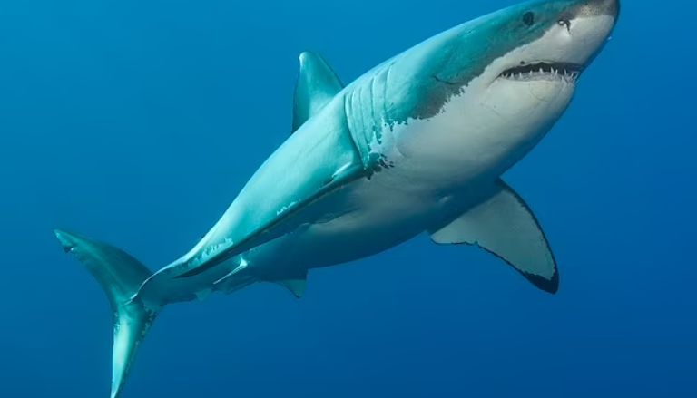 A Huge 1,400-pound Great White Shark Pings Four Times in One Day Off the Coast of Florida