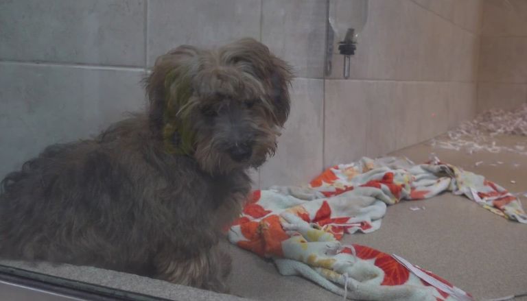 A New Bill in Connecticut Might Ban the Sale of Pets in Pet Shops