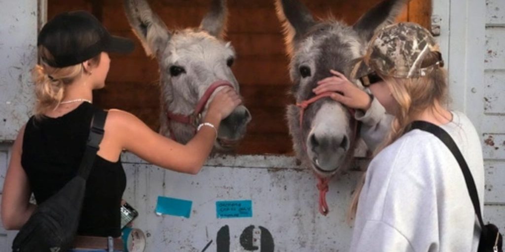 As the Fires in Los Angeles Got Closer, People Rushed to Get Their Dogs, Cats, Horses, and Even Pigs Out of the Area