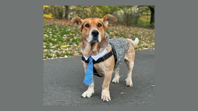 Basset Cattle Dog Simon Sworn in as NYC’s New Honorary Dog Mayor After Wild Election