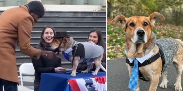 Basset Cattle Dog Simon Sworn in as NYC’s New Honorary Dog Mayor After Wild Election