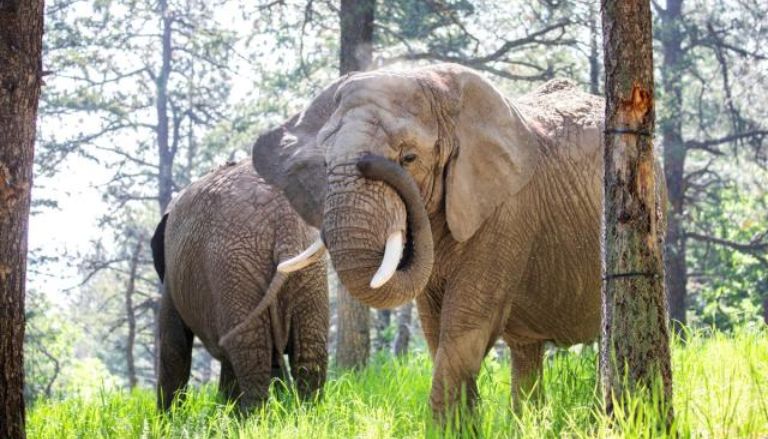 Colorado Court Rules Elephants Can't Seek Freedom from Zoo Due to Non-Human Status