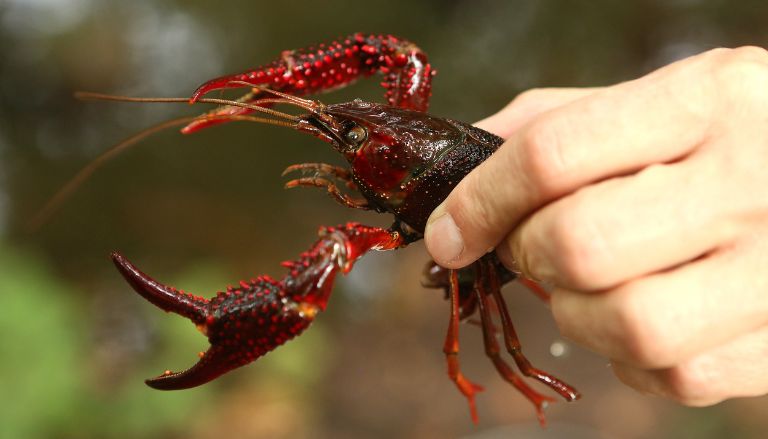 Crawfish Season Faces Challenges in Crowley After Snowstorm, But Optimism Remains