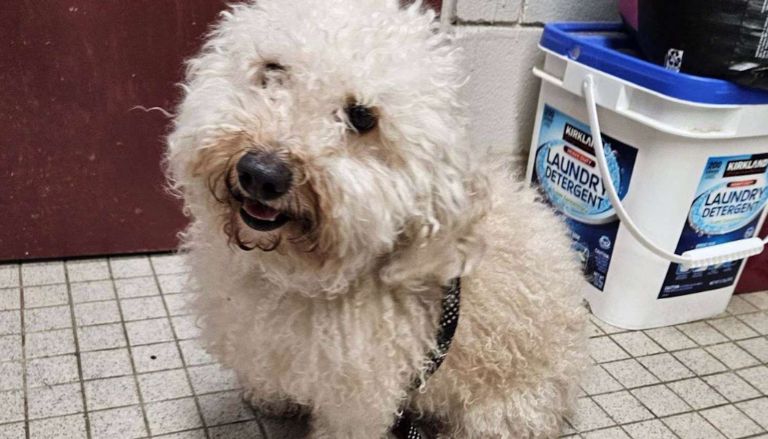 During the arctic blast, a two-year-old Bichon Frisé was discovered abandoned in a New Jersey dumpster