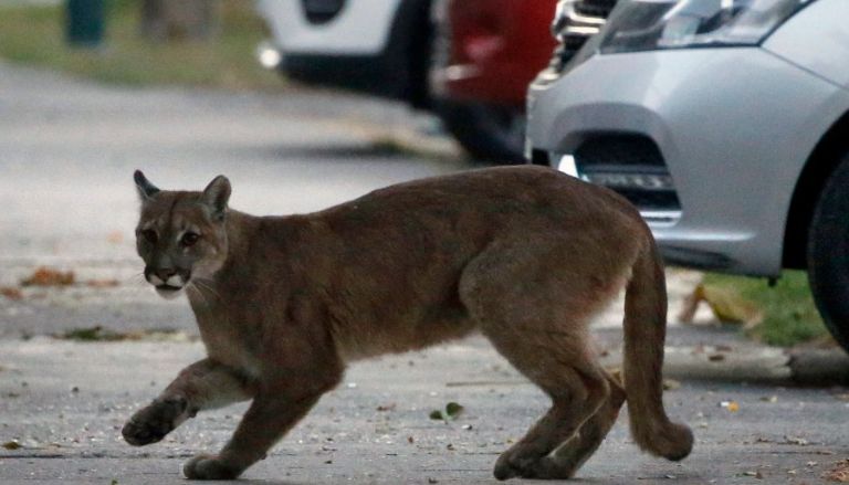 Mountain Lion Sightings in Northern California Spark Safety Alert and Road Closures