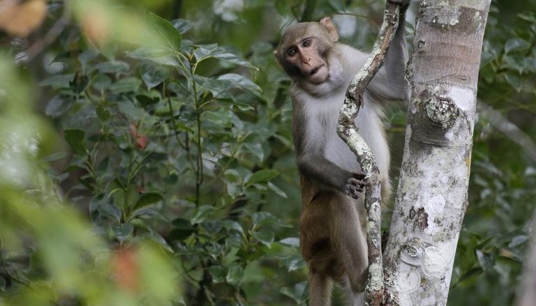 The last four escaped monkeys were caught in South Carolina after being on the run for months