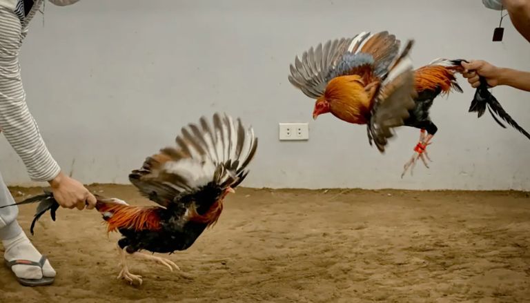 Two Texas Men Arrested in Southern Oklahoma for Alleged Ties to Cockfighting Ring