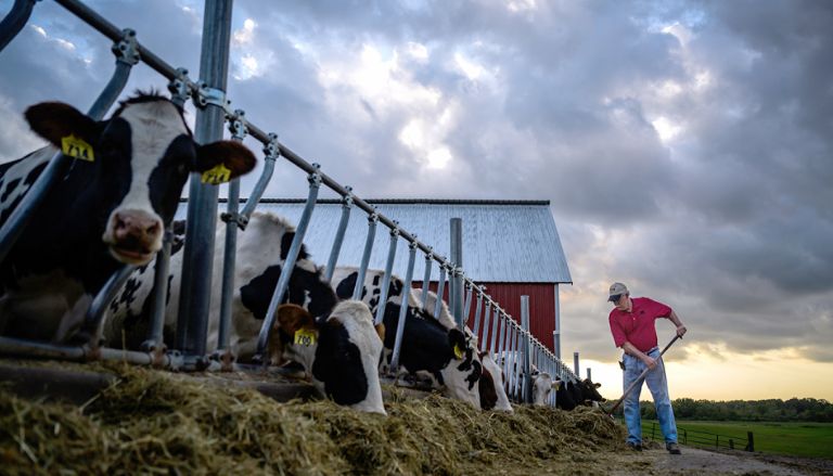 As Diseases Destroy Farms Across the Midwest, Minnesota Announces a State of Emergency