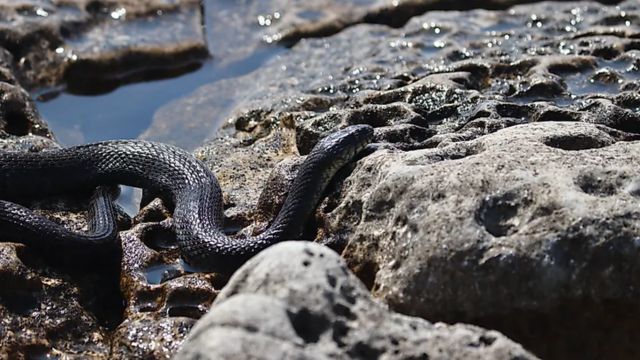 Beware These Illinois Lakes Are Home to the Most Snake Species