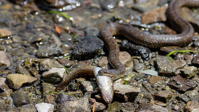 Beware These Illinois Lakes Are Home to the Most Snake Species
