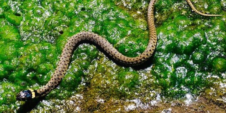 Beware These Illinois Lakes Are Home to the Most Snake Species