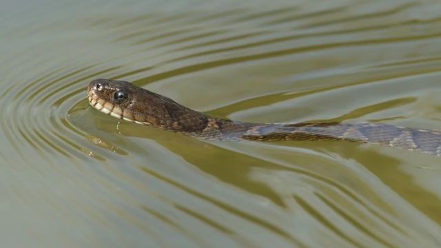 Dangerous Waters: The Most Snake-Infested Lakes in Kansas You Need to Know About