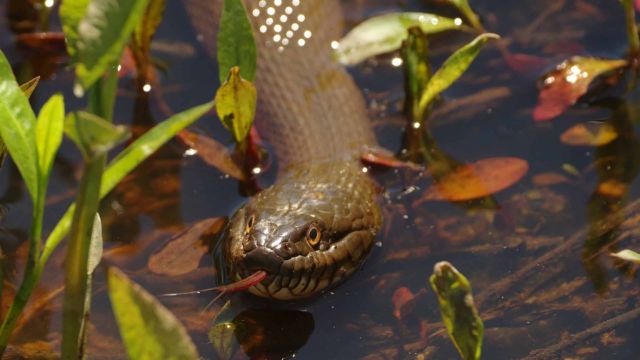 Dangerous Waters: The Most Snake-Infested Lakes in Kansas You Need to Know About