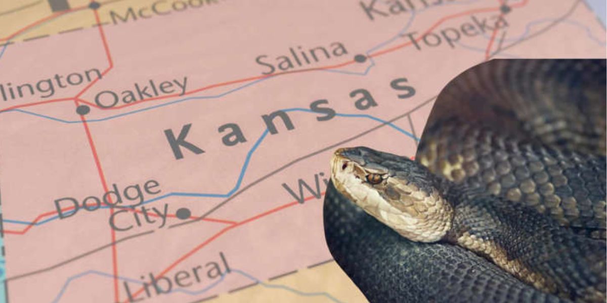 Dangerous Waters The Most Snake-Infested Lakes in Kansas You Need to Know About