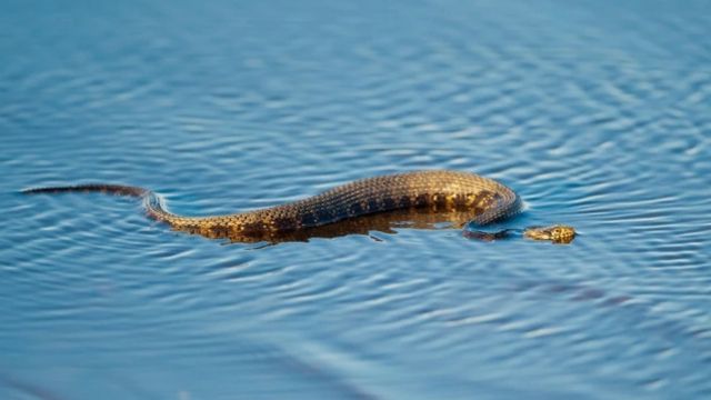 Dangerous Waters: The Top Snake-Infested Lakes in Nevada You Need to Avoid!