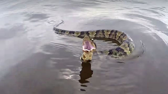 Dangerous Waters: The Top Snake-Infested Lakes in Nevada You Need to Avoid!