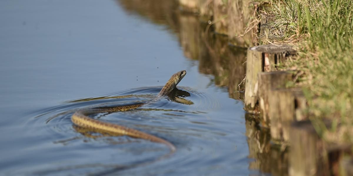 Dangerous Waters The Top Snake-Infested Lakes in Nevada You Need to Avoid!