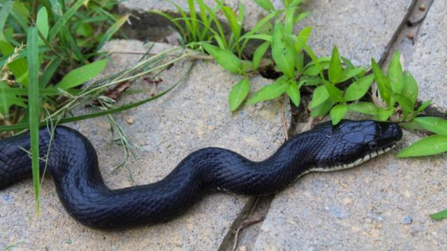 Don’t Swim in These Georgia Lakes Unless You Want to Encounter Snakes