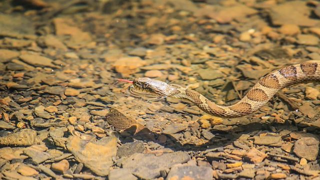 Don’t Swim in These Georgia Lakes Unless You Want to Encounter Snakes