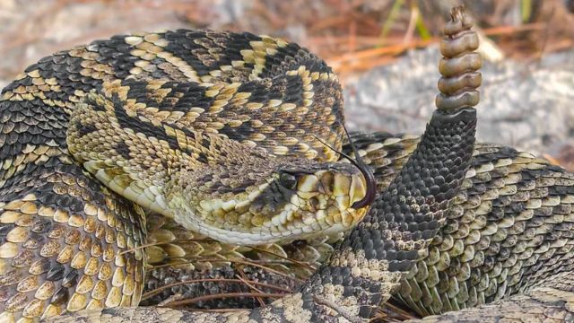 Florida vs. Georgia: Which State Is More Dangerous for Snake Encounters?