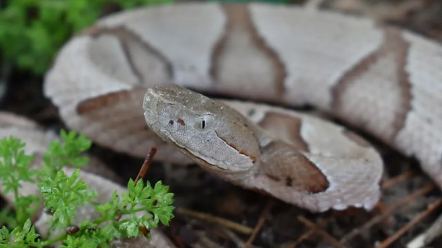 Florida vs. Georgia Which State Is More Dangerous for Snake Encounters