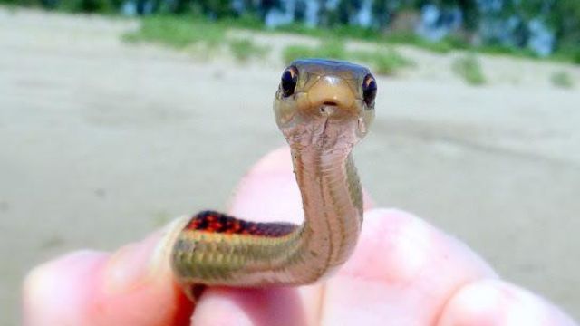 Iowa’s Top Snake-Infested Lakes: The Places You Should Avoid This Summer!