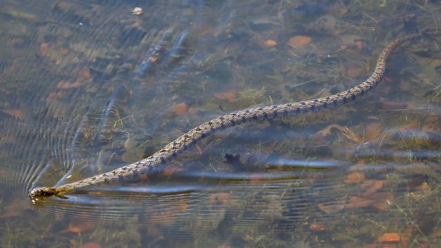 Iowa’s Top Snake-Infested Lakes: The Places You Should Avoid This Summer!