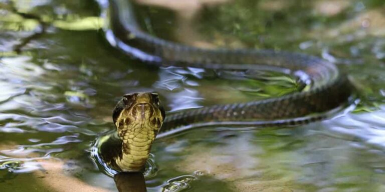 Iowa’s Top Snake-Infested Lakes The Places You Should Avoid This Summer!