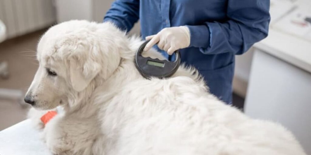 Is Your Dog’s Microchip Failing? Here’s What You Need to Do ASAP!