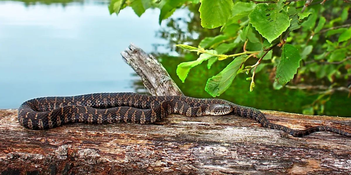 These Oregon Lakes Are So Snake-Infested, You’ll Never Look at Water the Same