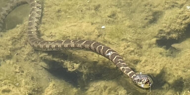 Oklahoma’s Top Snake-Infested Lakes The Places You Should Avoid This Summer!