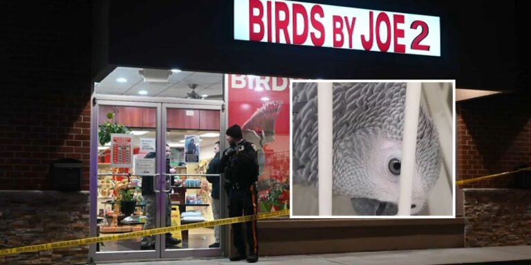 Pet Shop Owner Shot in Crossbow Attack After Rare Birds Stolen in New Jersey Heist