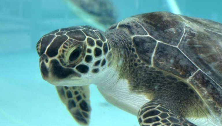 Sea Turtles Rescued from Cold Shock Released Back into Atlantic Off Florida