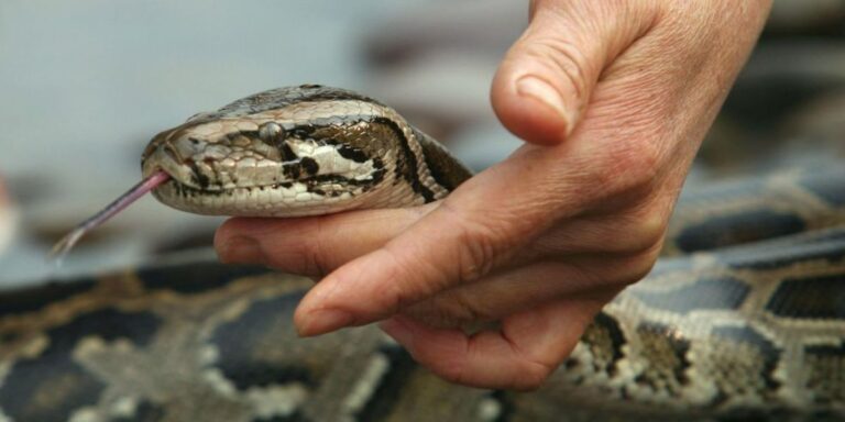 The Most Snake-Infested Areas in Florida Is Your Town on the List