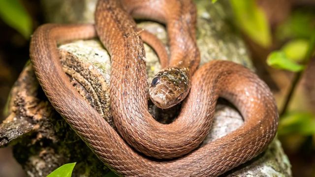 The Most Snake-Infested Areas in Pennsylvania: Is Your Town on the List?