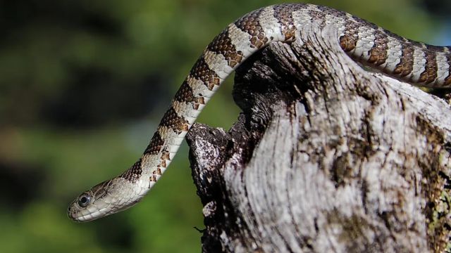 The Most Snake-Infested Areas in Pennsylvania: Is Your Town on the List?