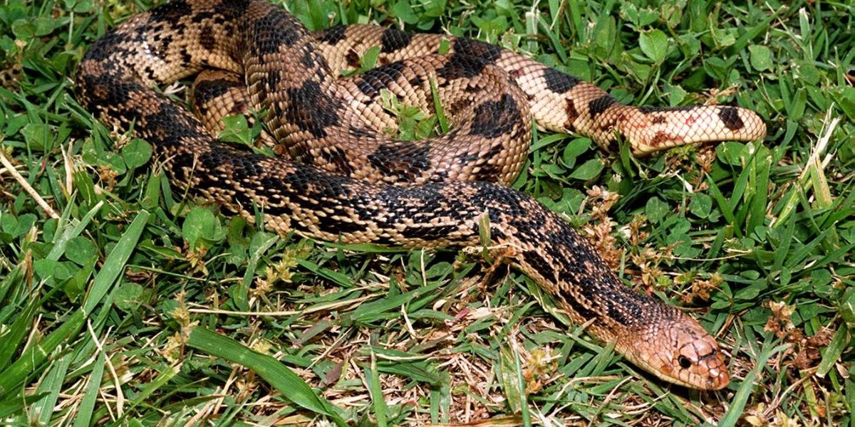 The Most Snake-Infested Areas in Pennsylvania Is Your Town on the List