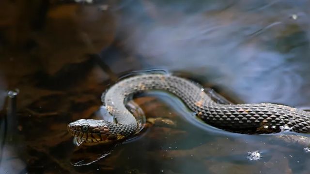 The Most Dangerous Snake-Infested Lakes in West Virginia – Avoid Them!