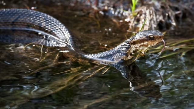 The Most Dangerous Snake-Infested Lakes in West Virginia – Avoid Them!