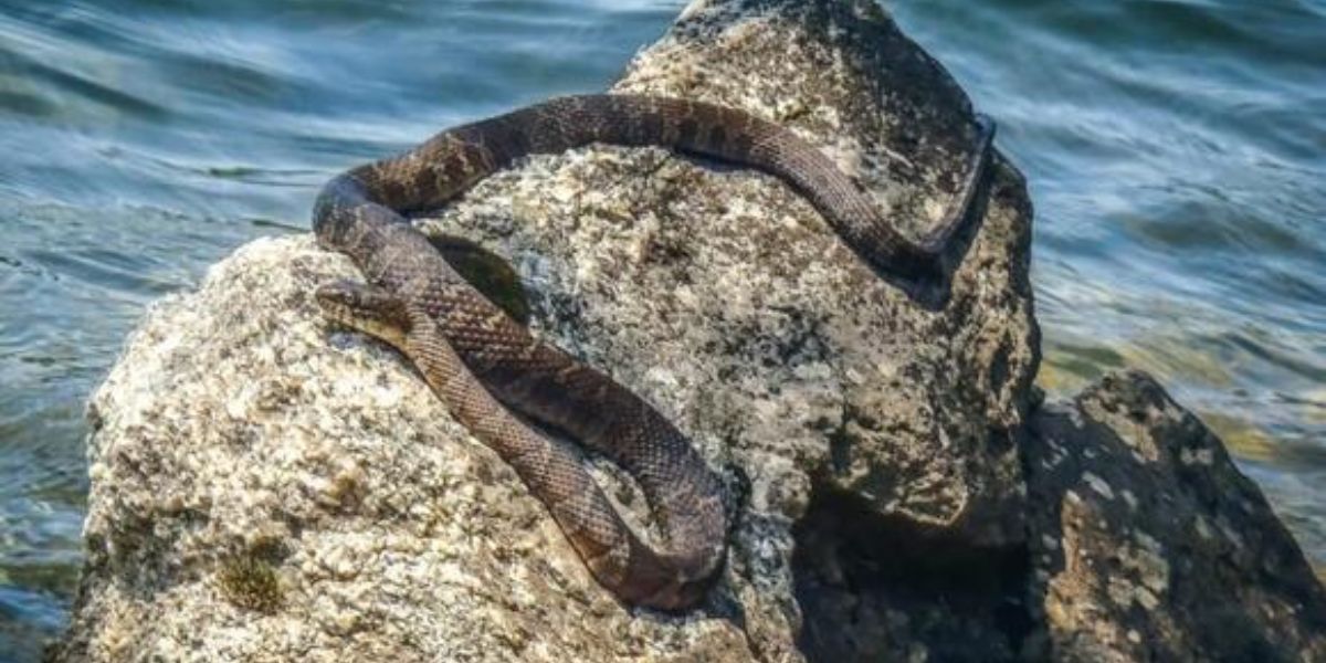 The Most Dangerous Snake-Infested Lakes in West Virginia – Avoid Them!