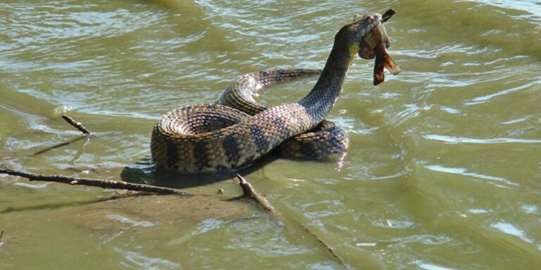 These New Jersey Lakes Are Packed with Snakes Here’s What You Need to Know!