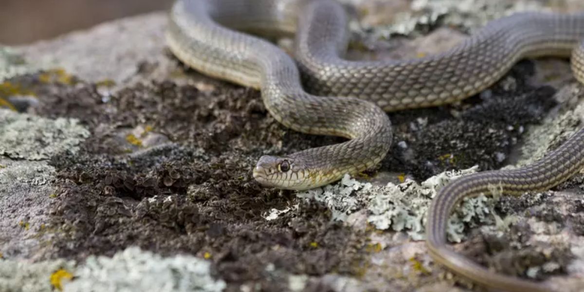 These New Mexico Lakes Are Home to Some of the Most Dangerous Snakes – Would You Swim?