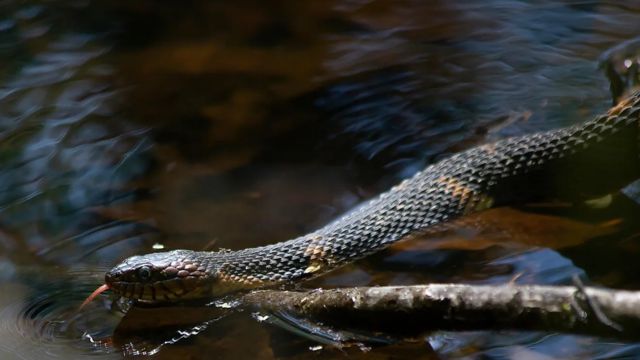 These New Mexico Lakes Are Home to Some of the Most Dangerous Snakes – Would You Swim?