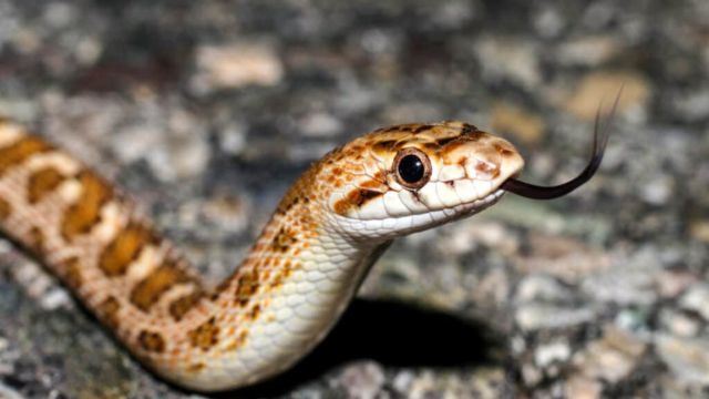 These New Mexico Lakes Are Home to Some of the Most Dangerous Snakes – Would You Swim?