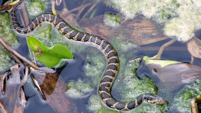 These Oregon Lakes Are So Snake-Infested, You’ll Never Look at Water the Same