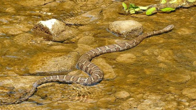 These Oregon Lakes Are So Snake-Infested, You’ll Never Look at Water the Same