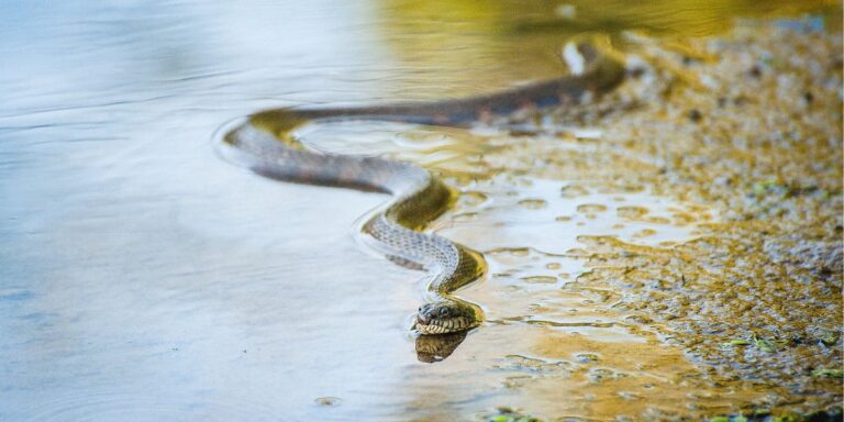 Vermont’s Top Snake-Infested Lakes The Places You Should Avoid This Summer!