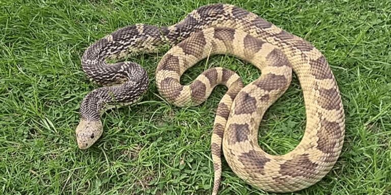 Rattlesnake Warning: The 5 Most Dangerous Areas in Louisiana You Need to Know